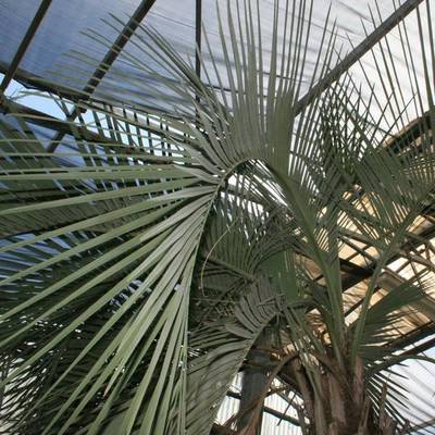 BUTIA YATAY